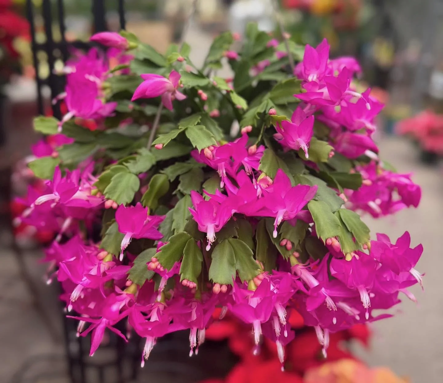 Valley Growers plants
