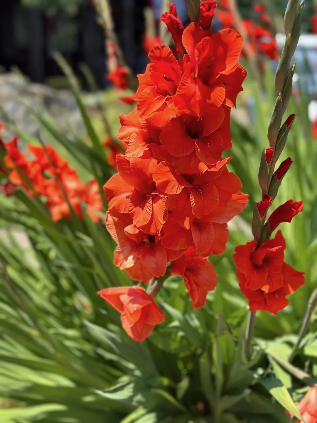Valley Growers plants