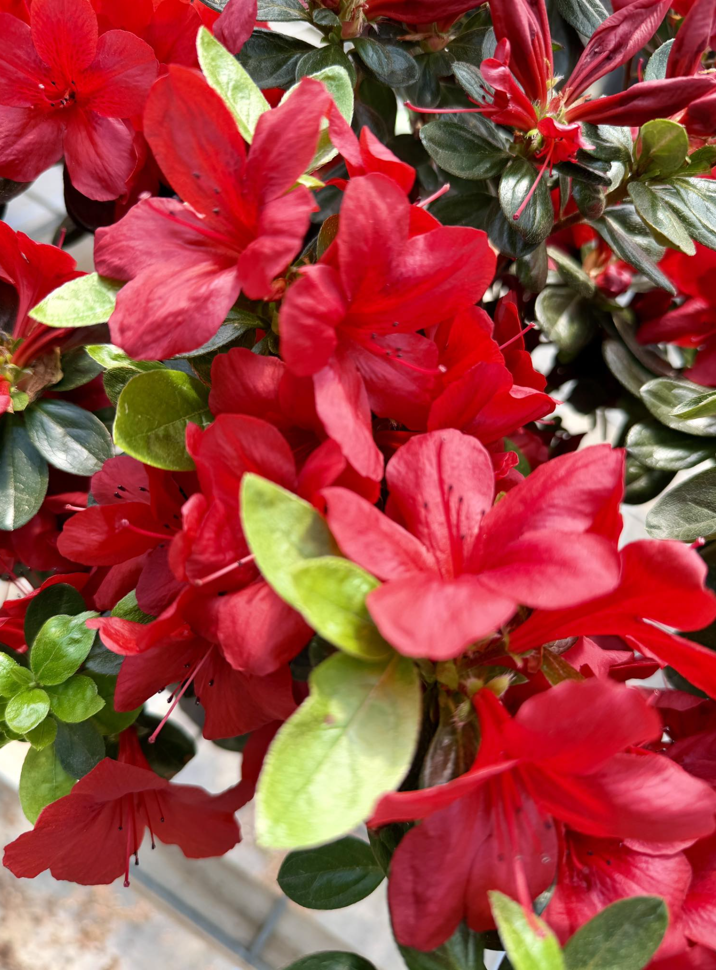 Valley Growers plants