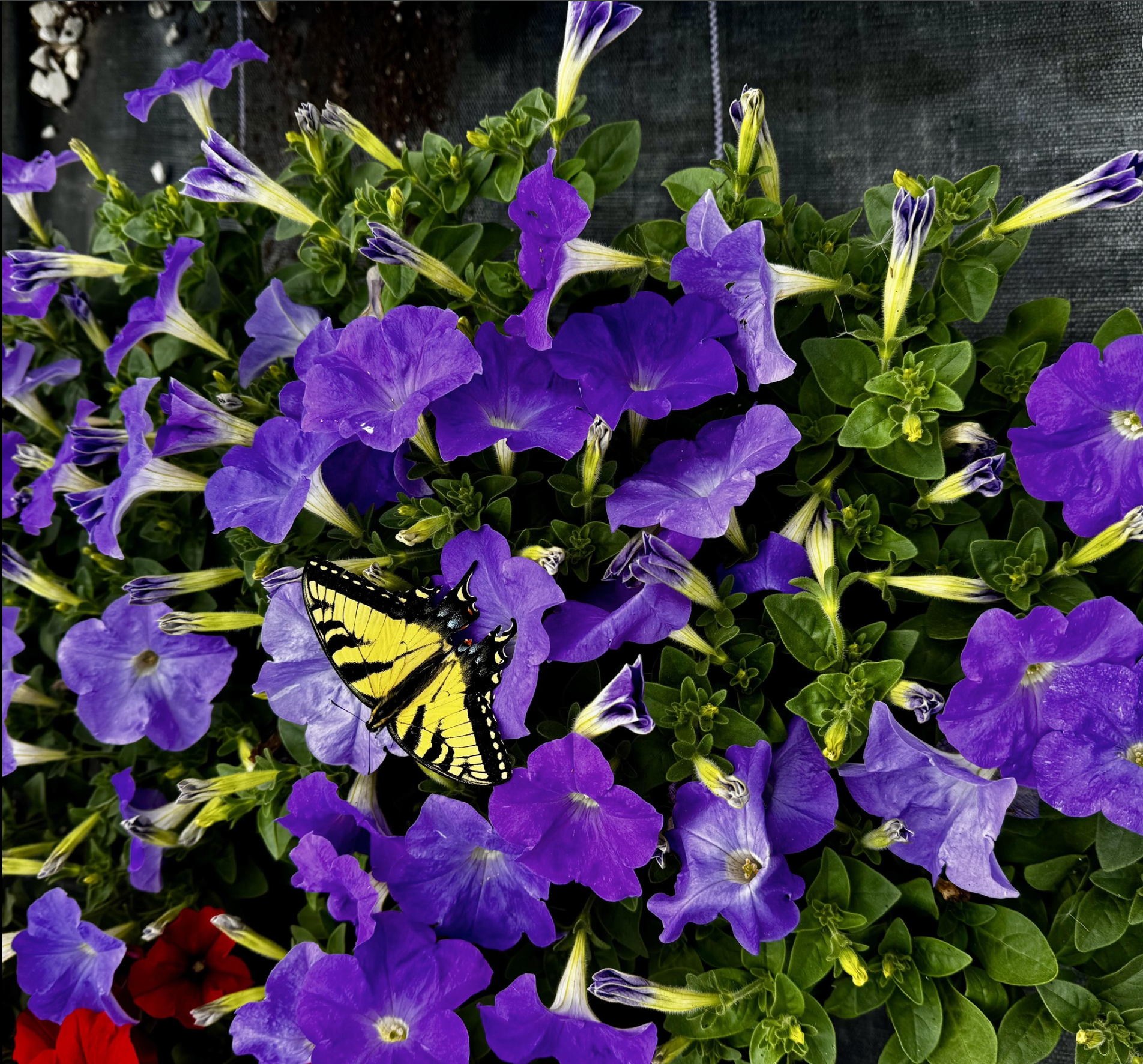 Valley Growers plants