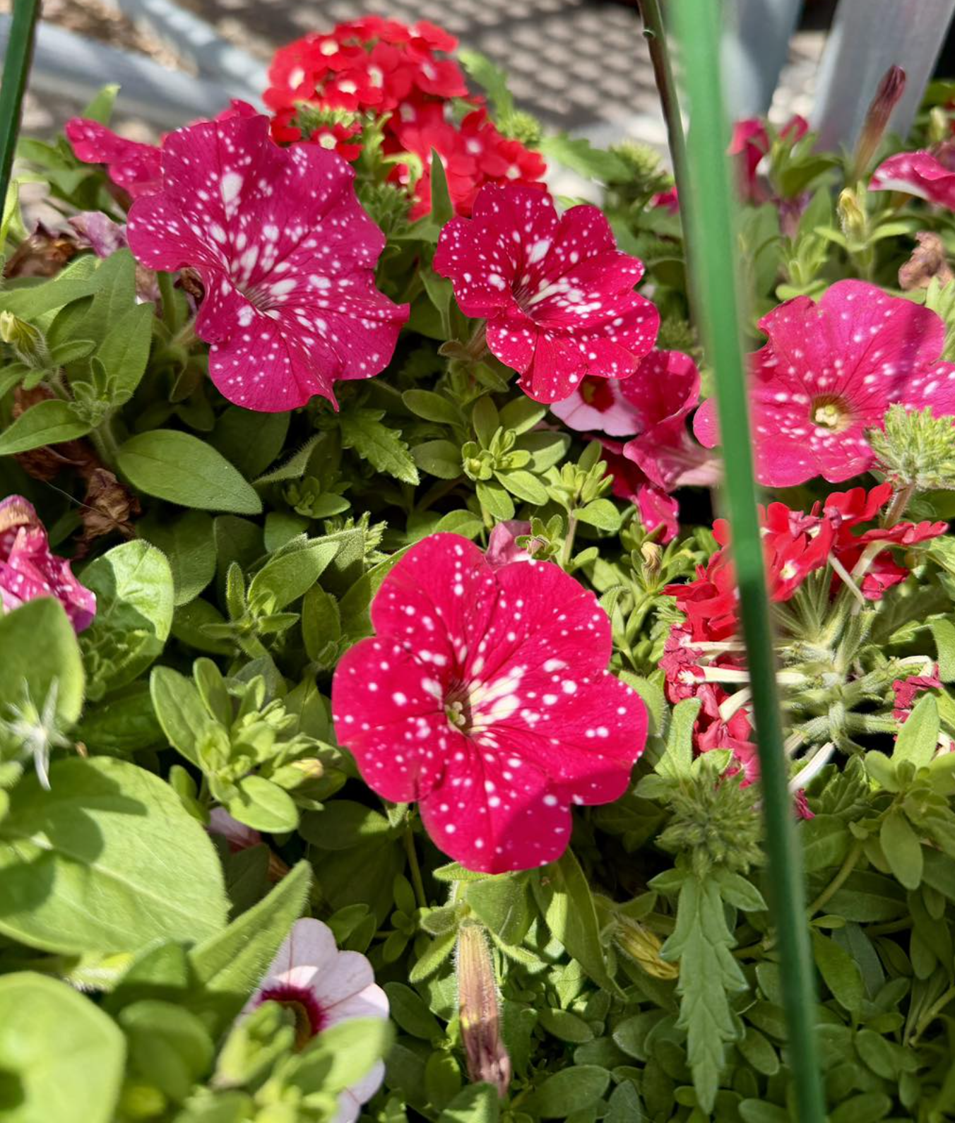 Valley Growers plants