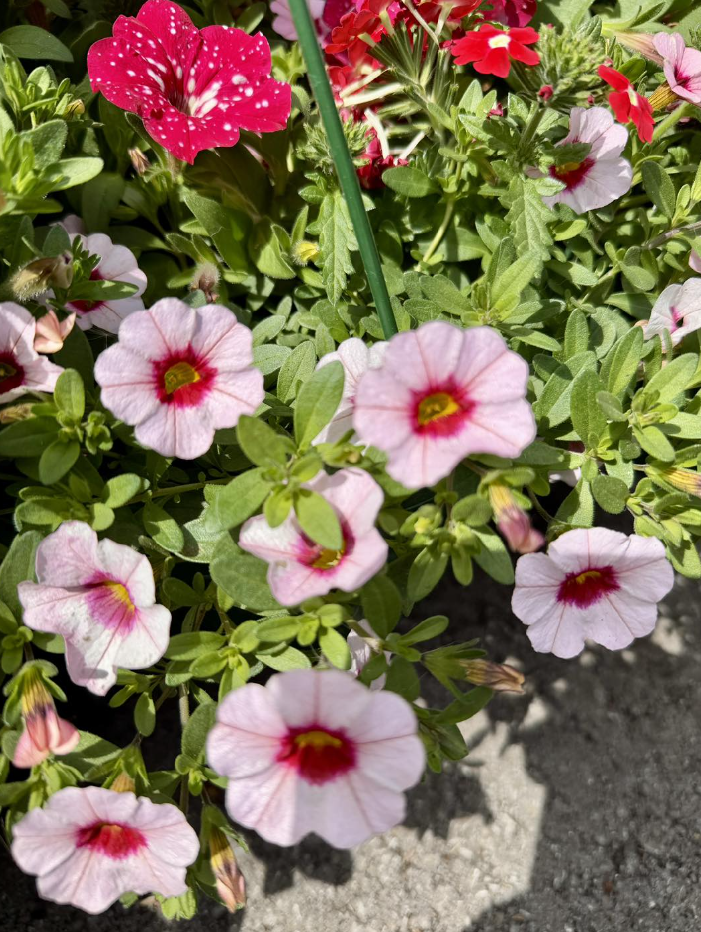 Valley Growers plants