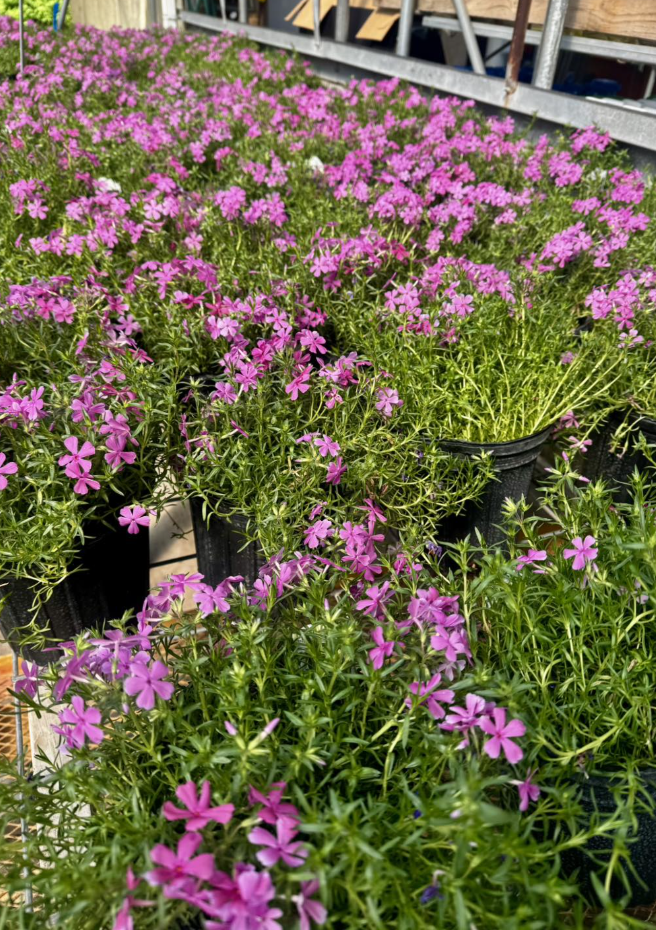 Valley Growers plants