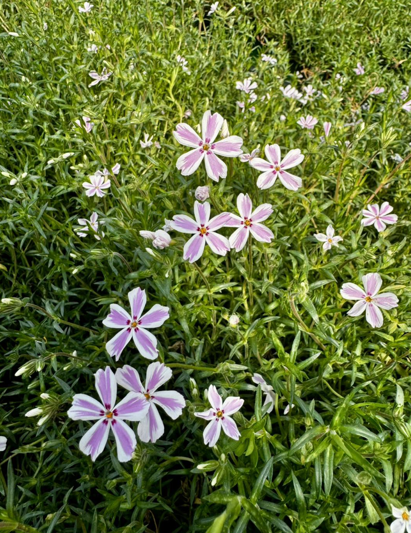 Valley Growers plants