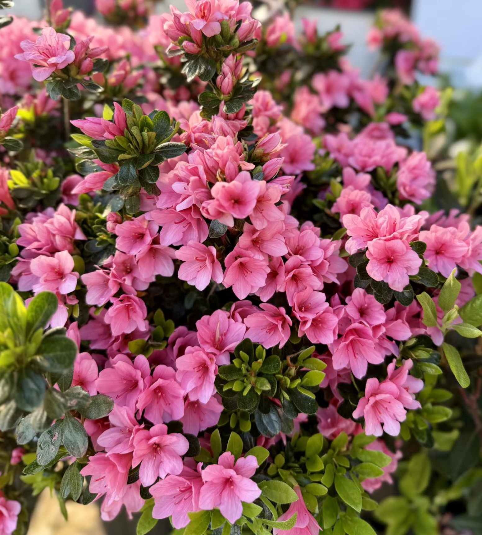 Valley Growers plants