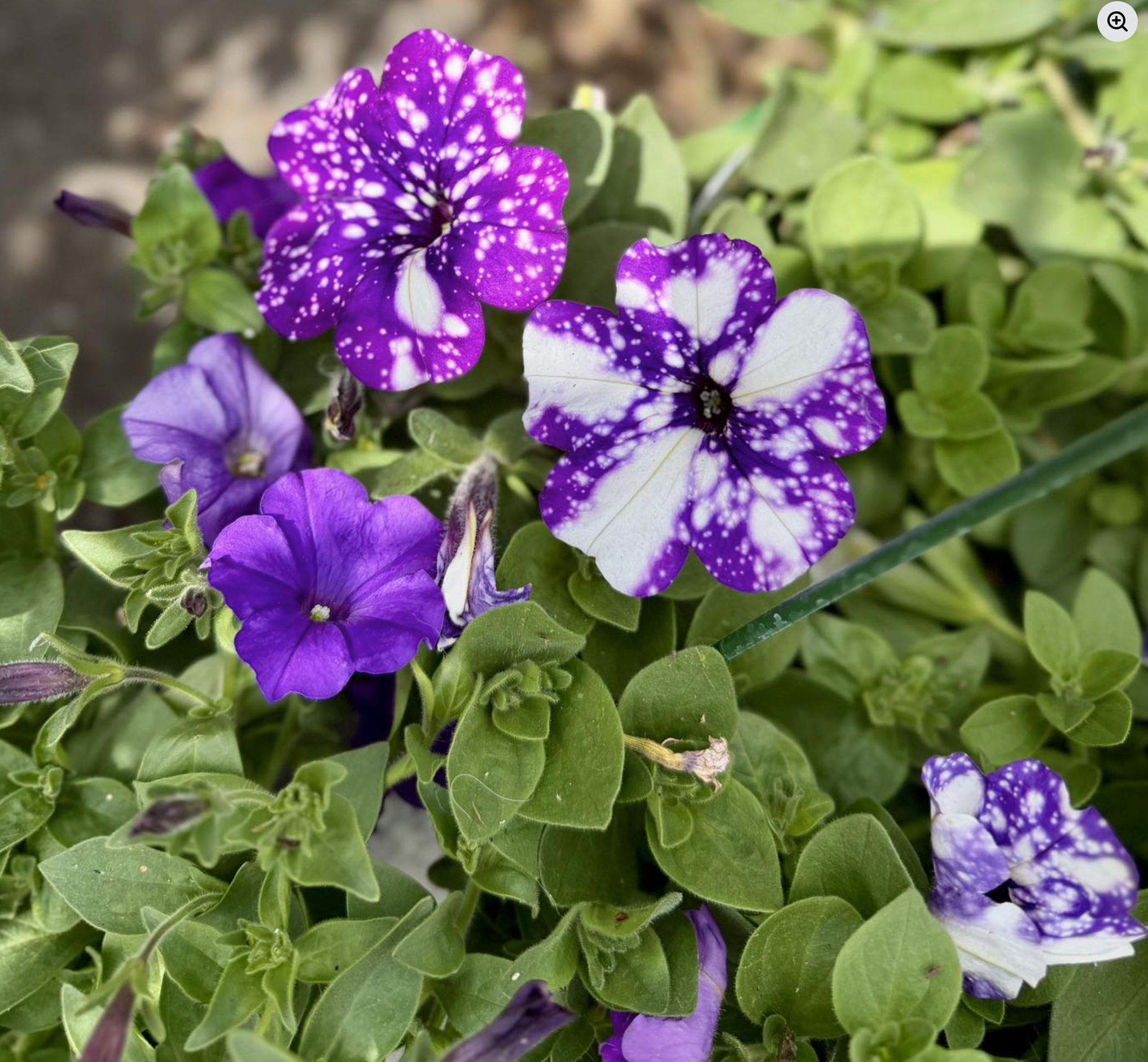 Valley Growers plants