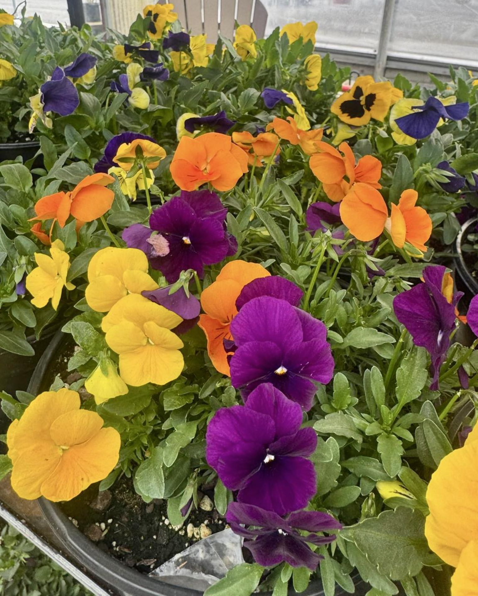 Valley Growers plants
