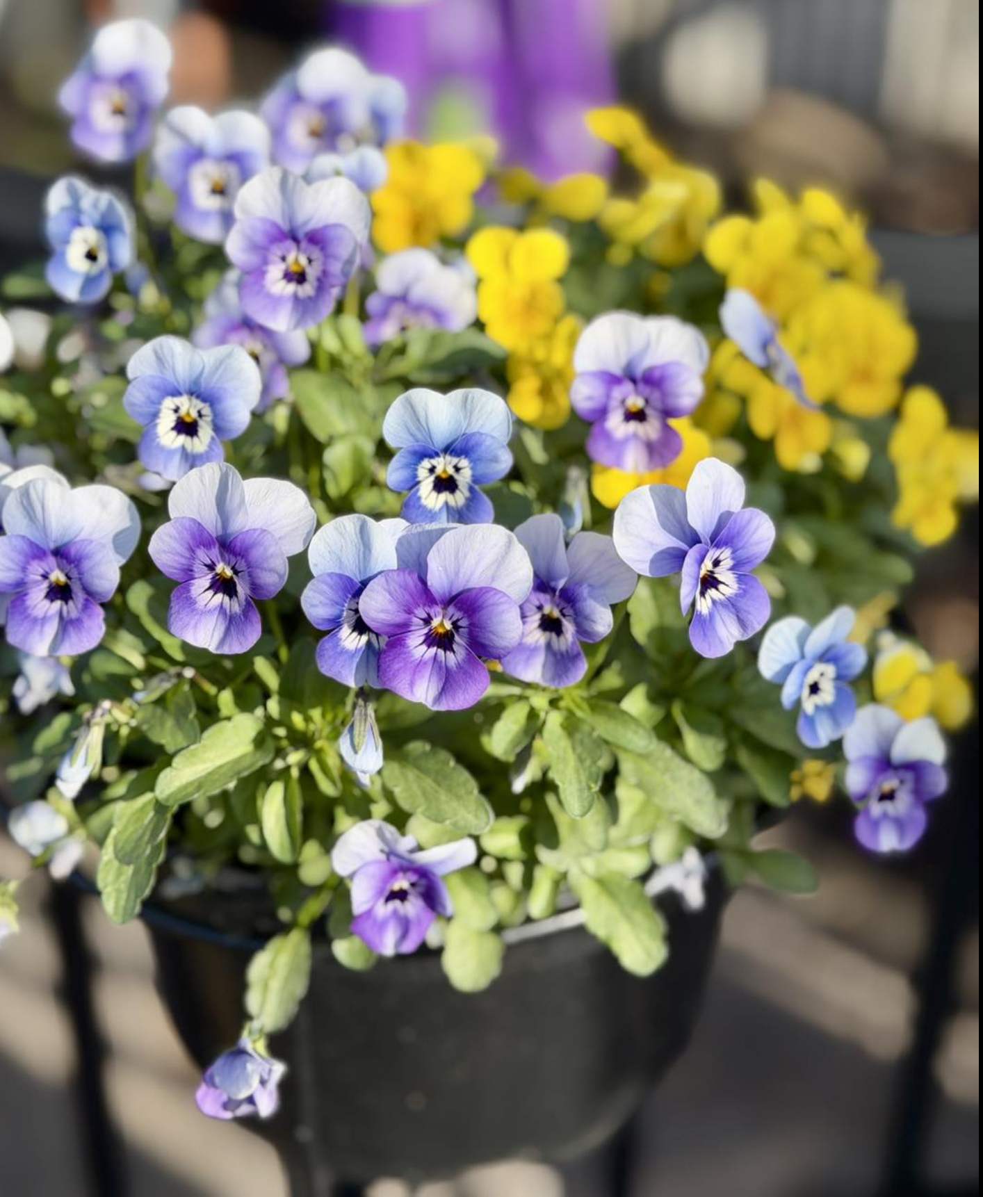 Valley Growers plants