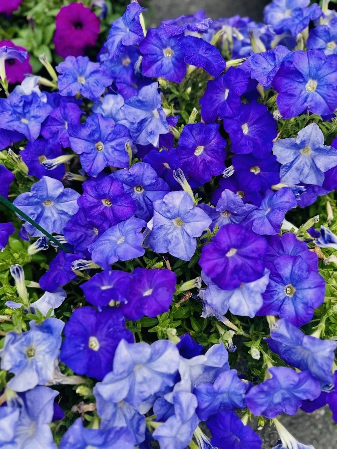 Valley Growers plants
