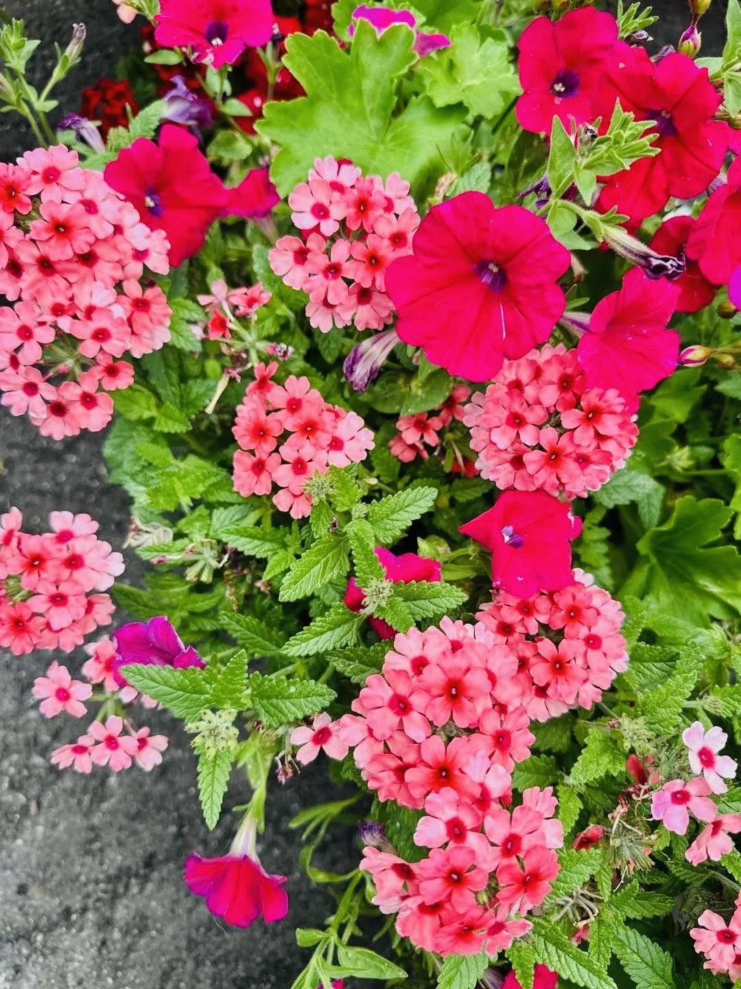 Valley Growers plants