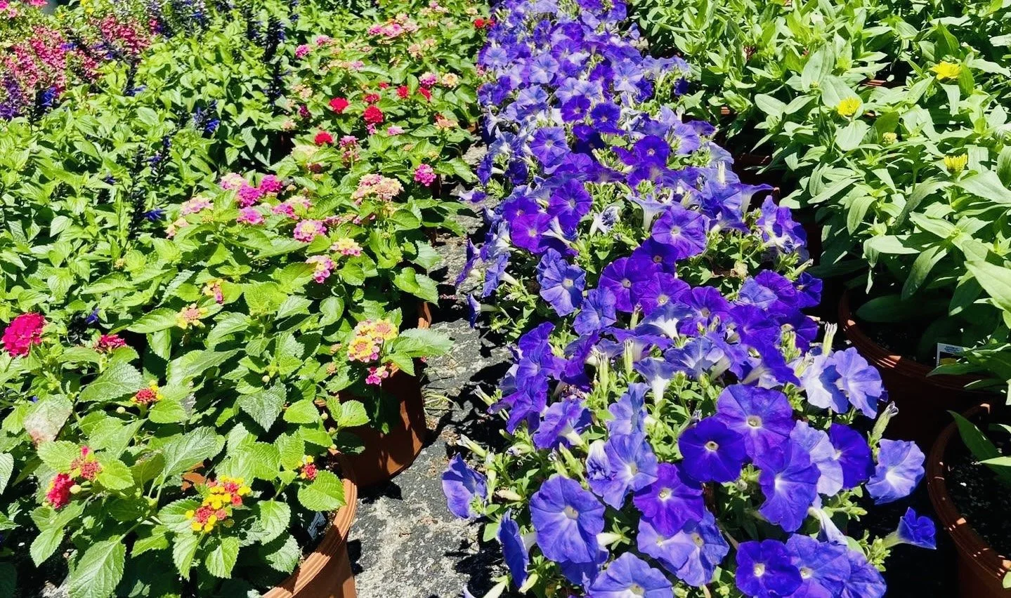 Valley Growers plants