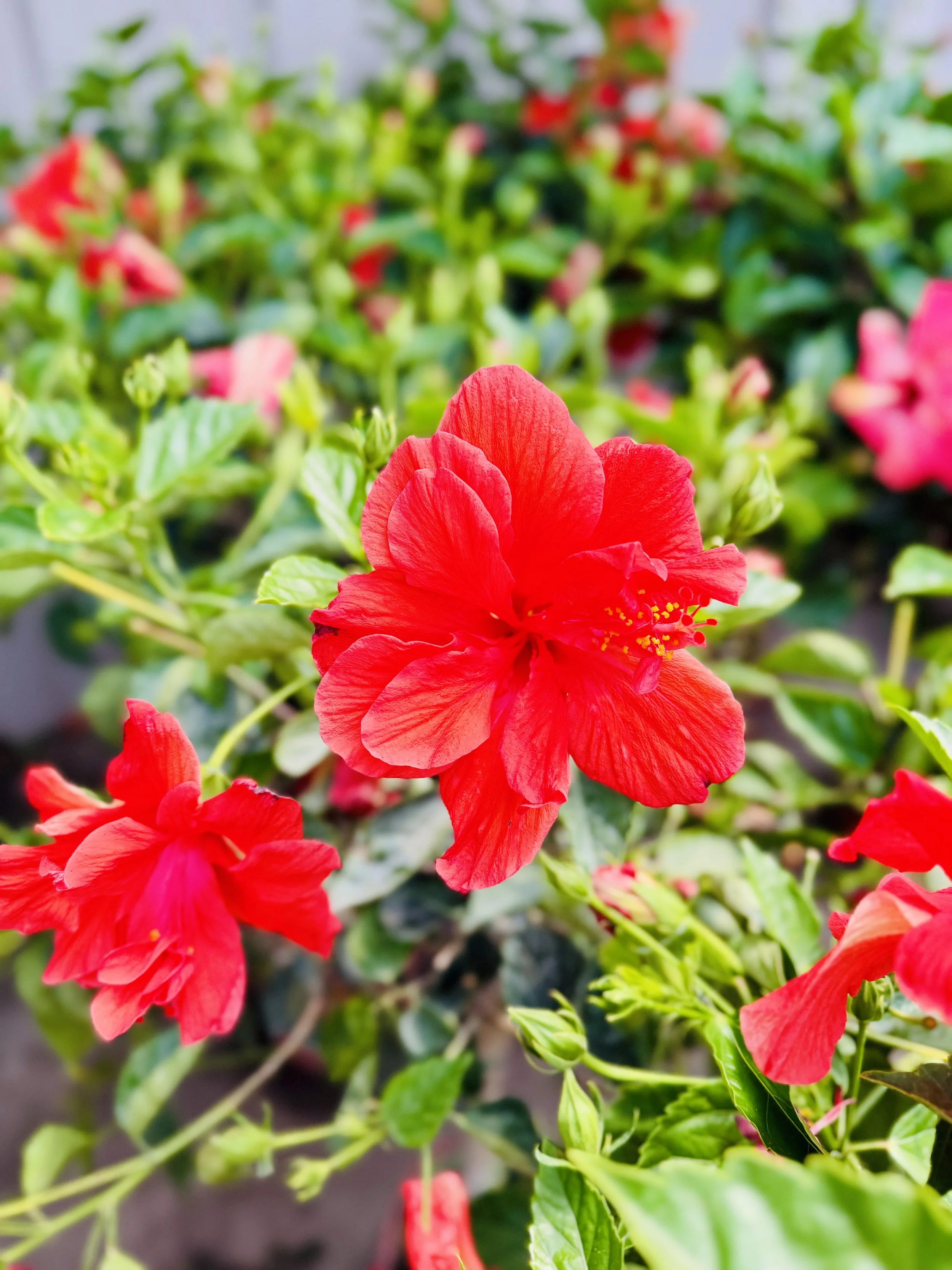 Valley Growers plants