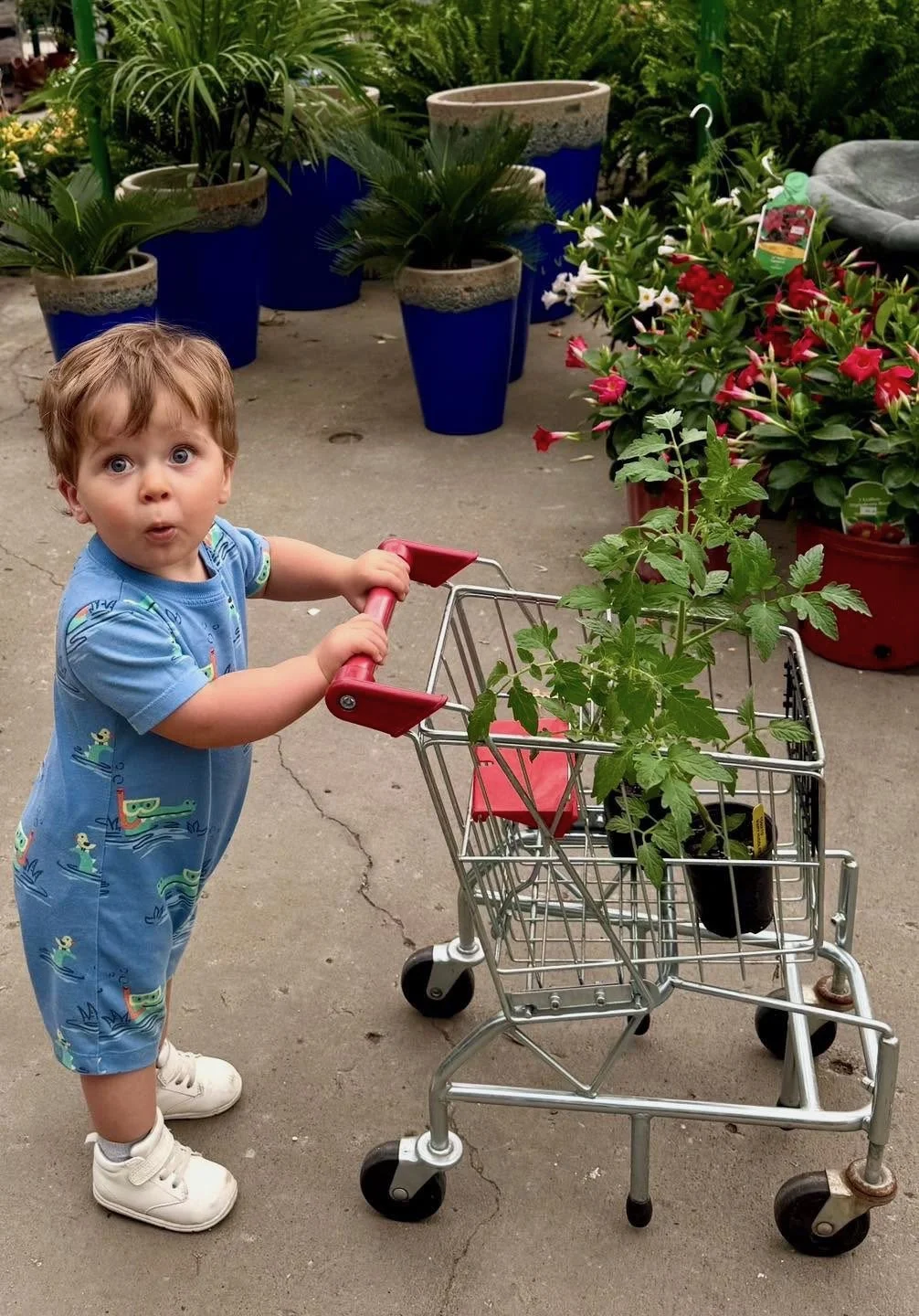 Valley Growers plants